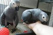 Hand reared female African Grey Parrots (Bonded Pair)
