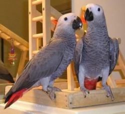 Super friendly Congo African Grey Parrots