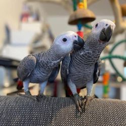 Eloquent Congo African grey parrots