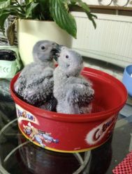 Baby African gray