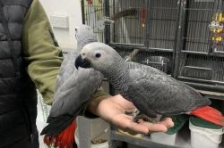 Extremely tame baby African Grey