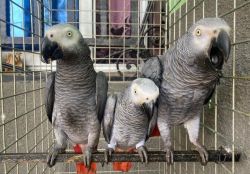 Africa Grey Parrots for sale