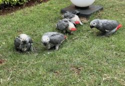 Very Beautiful male and female African Grey parrots for sale.