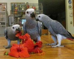 Talking African grey parrots for sale