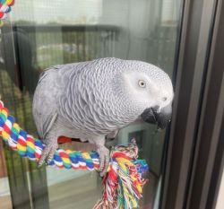 Beautiful African Grey Parrots for sale