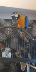 Blue and Gold Macaw Parrots available