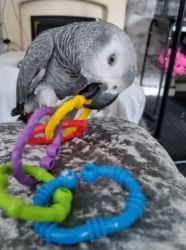 Cute African grey parrots for sale