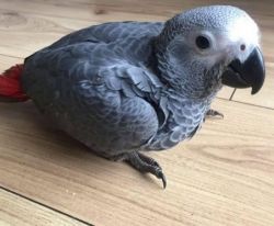 Africa grey parrot