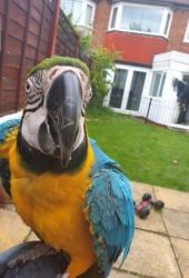 Adorable Blue and Gold Macaw Parrot