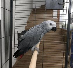 African Grey Parrots Available Now For Sale.
