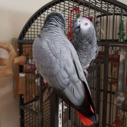 Pair African Grey Parrots