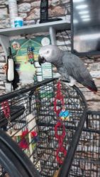 Sweet African Grey parrot Available now