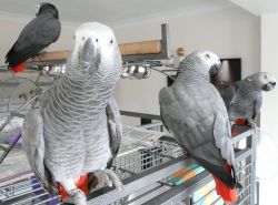 Intelligent African Grey Parrots with Cage