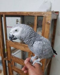 Baby African Grey parrots For Sale.