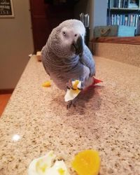 Baby African Grey parrots For Sale.