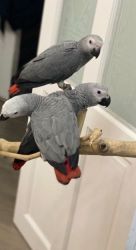 Congo African Grey baby is currently available!