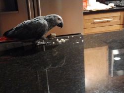 African gray parrot for sale