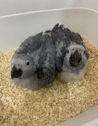 African grey baby parrots for sale