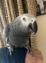Hand reared African Greys for sale