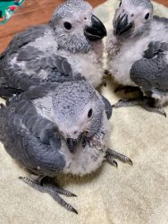 Baby Congo African Grey Parrots for sale