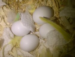 Buy Fertile Parrot Eggs
