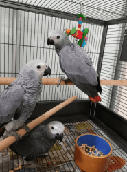 Talking african grey parrots