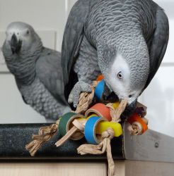 Friendly Congo African Grey Parrots with Cage