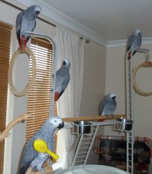 Bonded Congo African Grey Parrots for sale