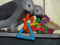 Hand Fed African Grey Parrots for Sale