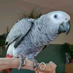 African Gray Parrot Ready For Adoption.