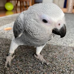 Selling 3 African Greys Parrots for sale