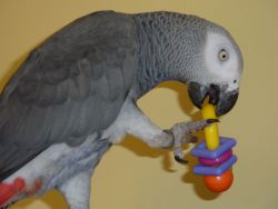 Wonderful African Grey Parrots with Cage
