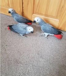 Beloved African Grey Parrots Available