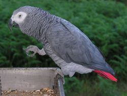 I’m looking for African Gray parrot