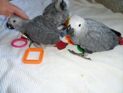 Active African grey parrots