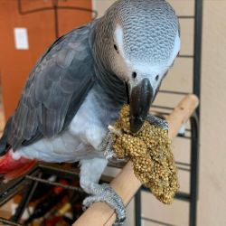 Lovely and Playful Congo African Grey Parrots with Cage