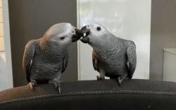 Well Socialized African Grey Parrots for sale