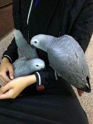 Lovely African Grey Parrots Available