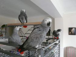 Congo African Grey parrots text at