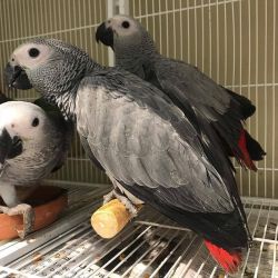 Well Tamed African Grey Parrots.