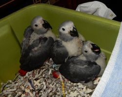 Young African Grey Parrots for sale