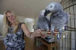 Super friendly African Grey Parrots
