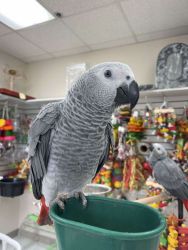 Well Tamed African Grey parrots