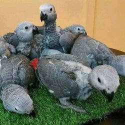 Babies Grey Congo African With Cage