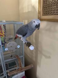Sweet African gray