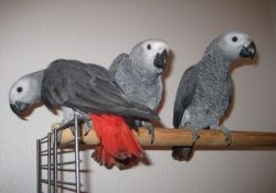 Congo African Grey Parrots Ready to go now
