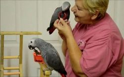 BVJHS Talking African Grey Parrots available