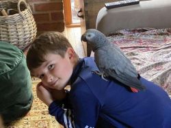 Super Tamed African Grey Parrots Available