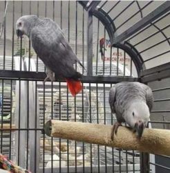 Bonded pair African Grey Parrots for sale