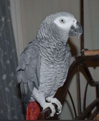 Bonded Pair of African Grey Parrots